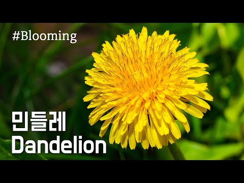 민들레 꽃피는 모습 / Dandelion / 봄꽃 개화
