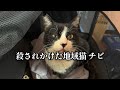 生きていた地域猫チビ だが殺されかけていた