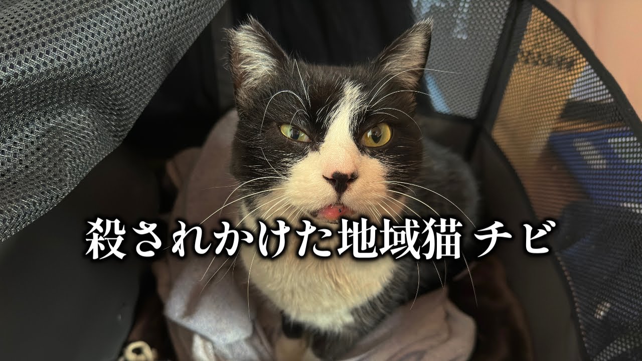 生きていた地域猫チビ だが殺されかけていた - YouTube