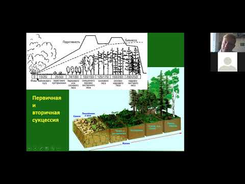 11 класс Экология: сукцессии