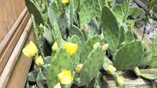 cactus.mp4