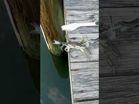 MD Blue Crab Release — Ocean City MD Blue Crab Release — Ocean City