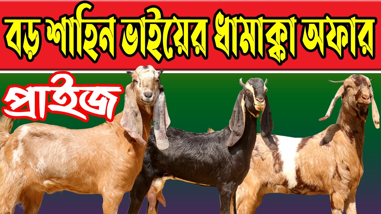 কম বাজেটে সংগ্রহ করুণ উন্নত হাই কোয়ালিটি সেরা মানের বড় বড় ছাগল  Rakhal Bondhu