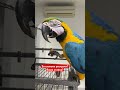 Ваши ставки, Господа! #macaw #bird #parrot #animal