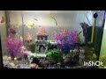 Красивый аквариум с рыбками