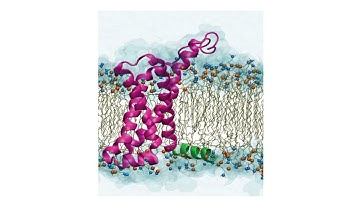 On MD modeling, force fields, and membrane channels: interview with Prof. B. Roux (U of Chicago)