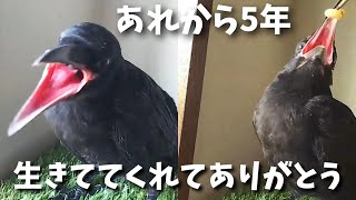 カラスの雛を拾ってから5年が経過しました。 本当に奇跡です。 20220526、カラス&四つ足カルテット