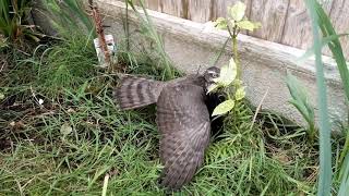 Sparrowhawk v Crow