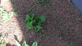 Hostas at the cottage Note: Hosta info in description