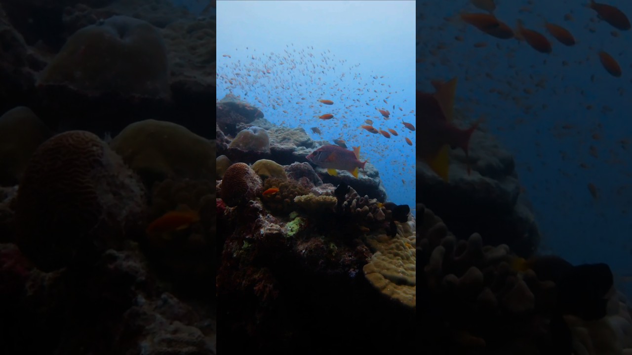 Beautiful fish life and corals while scuba diving at Golden wall dive site in Vaavu Atoll, Maldives.