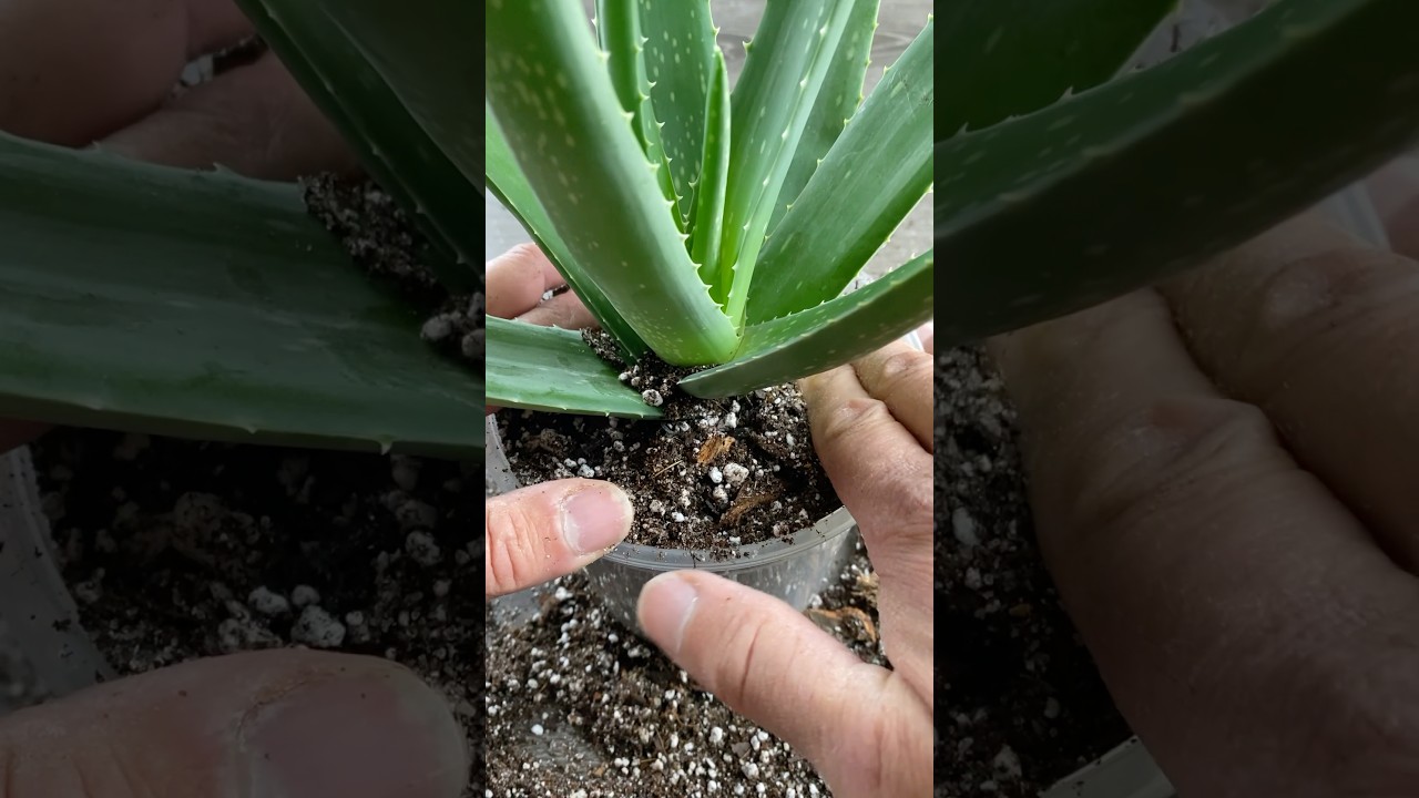 Repotting an Aloe Plant