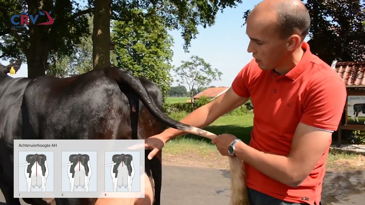 Instructie veebeoordelen 3: Uier