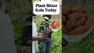 Bitter Kola can make you a millionaire. You don't need to wait for 15 years.👌❤️🙏#bitterkola