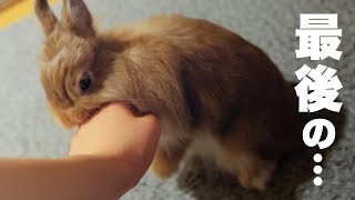 【ウサギの避妊手術前日】本当に最後の大好き攻撃...。No.194
