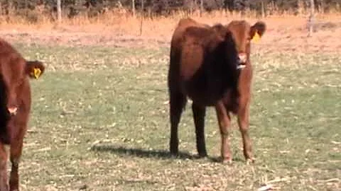 Wiedel Red Angus Hebron, NE