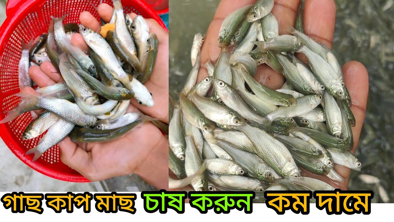 গাছ কা মাছ চাষ করুন কম দামে  মোবাইল ✆ 01339964878 