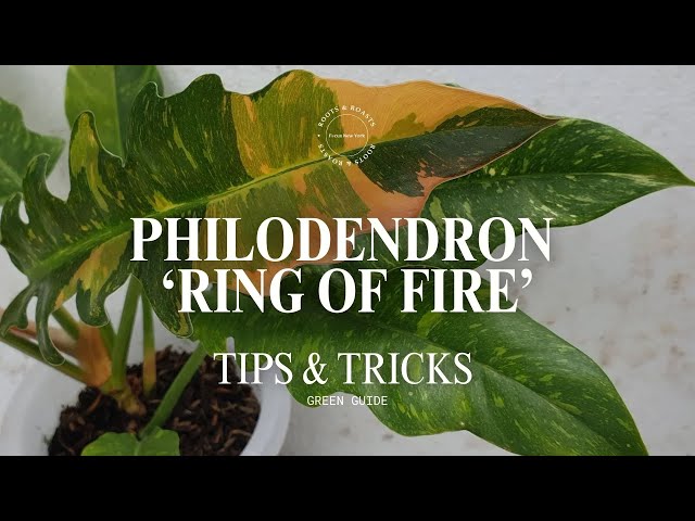 Philodendron 'Ring of Fire' Care Guide | Serrated, Spicy, and Surprisingly  Resilient - YouTube