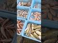 タコがメインだけどいろんな魚も入ってるよ! 2026年7月27日の片名市場の様子 #へんな魚おじさん #片名市場