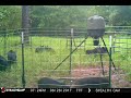 Hog Wild- 1st 10 seconds after trap door closes