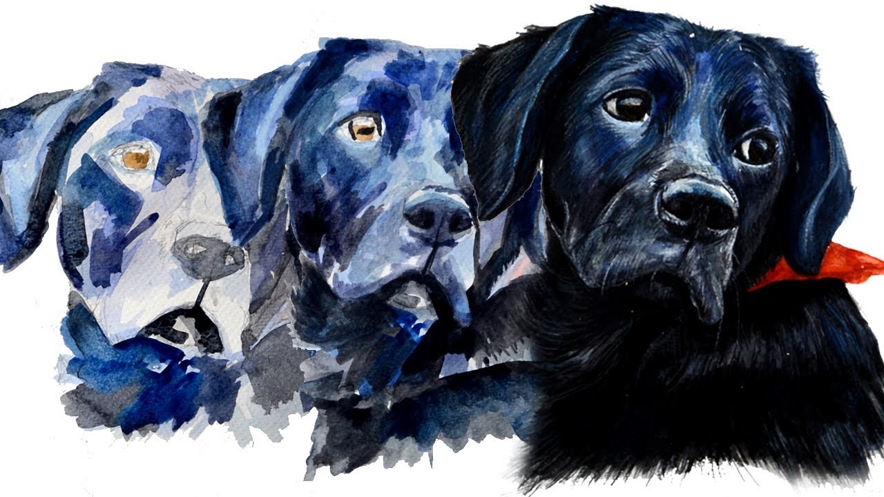 Watercolour Speed Painting Time Lapse Dog Portrait Of My Black Labrador 'Bugsy' - Youtube