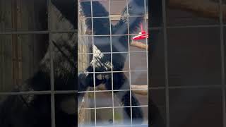 Extreme howler monkey action. #cute #funny #viral #fyp #fypシ゚viral #music #funnycute #besties #wacky