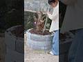 how to make a tree cage#shorts#short#trending#unique#fyp
