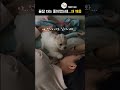 [카바푸 아티] 낮잠 깨웠더니 반응이 이럼ㅋㅋ   Woke him up from a nap… and this happened