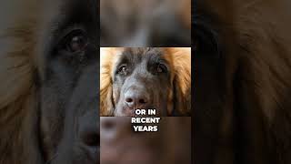 Meet the Leonberger  Versatile Dog Breed That Almost Went Extinct