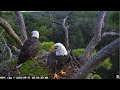 NEFL Cam 2 - Live Bald Eagle Cam