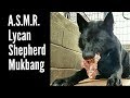 ASMR Lycan Pup Eats RAW Turkey Carcass - K9 Mukbang ASMR Lycan Pup Eats RAW Turkey Carcass - K9 Mukbang