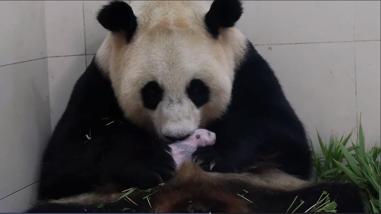 270・4グラムの赤ちゃんパンダ誕生、世界最重量更新 中国四川省