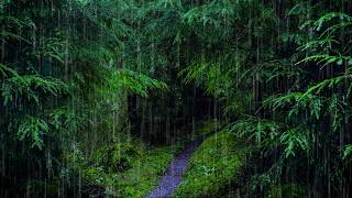 Rain Sounds for Sleep in Relaxing Rainforest