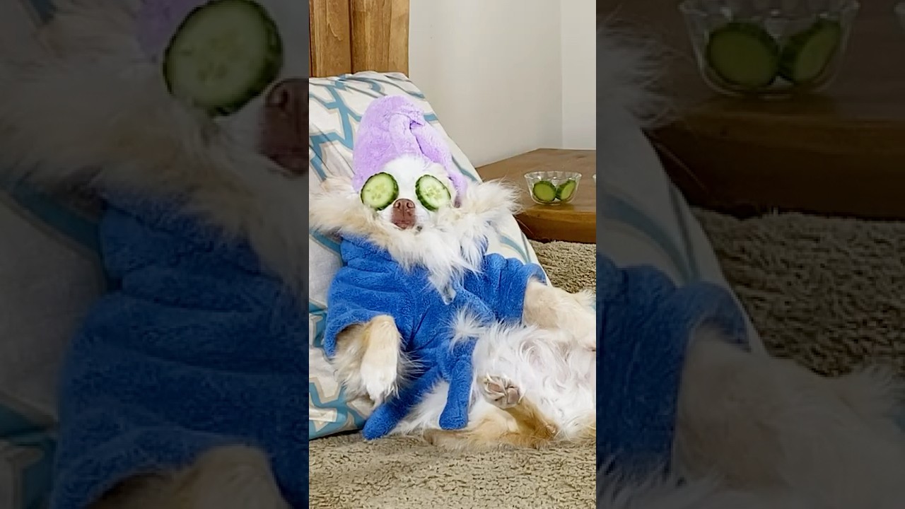 Quarantine Ideas | Dog Spa Day at Home (Comedy Skit) | The Furry Kiddos