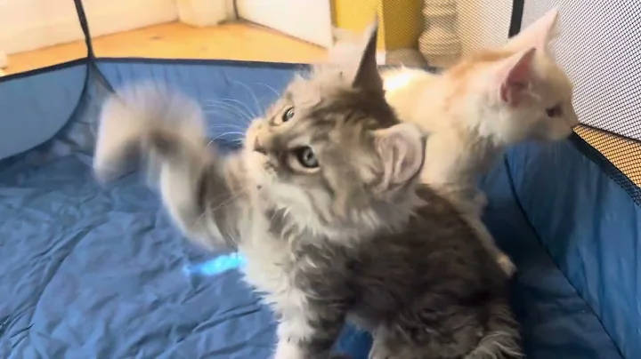 Watch the video about Gunnar - High Black Silver Maine Coon male available for sale. #mainecoonkittensforsale