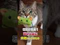 知らないとすれ違う…猫が大切にしている7つのもの #猫 #猫雑学 #ねこたんの解説