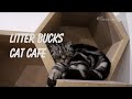 Litter Bucks Cat Cafe with Jennylyn Mercado