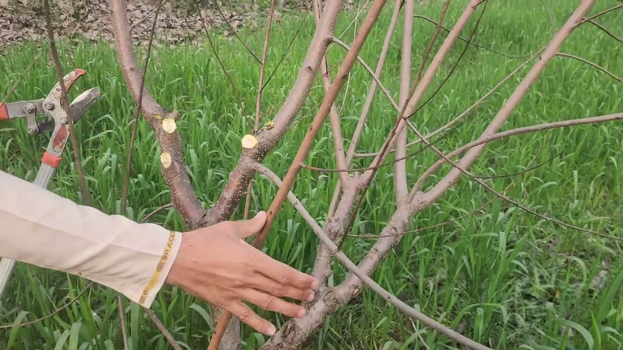 peach tree cutting