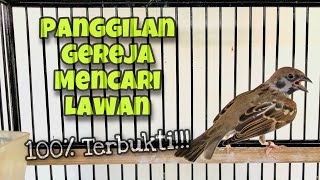 100% Ampuh‼️Suara Gereja Tarung Gacor Nyerecet Memanggil Teman, Pasti Langsung Bunyi | Kicau Tembak