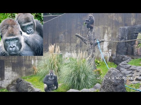 Gorillas And Trees: A Surprising Connection