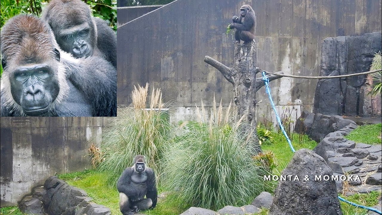 Young Female Gorilla surprises the Silverback | Monta & Momoka
