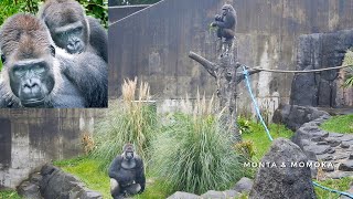 Young Female Gorilla surprises the Silverback | Monta & Momoka
