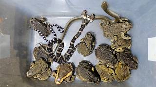 Catching reptiles and amphibians at night, snake,poisonous snake,venomous snake,frog,toad