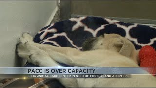 PACC seeks adoptions and fosters as shelter faces critical capacity crisis