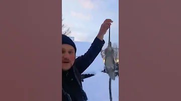 КРЫСЫ В САРАЕ.ПРОСТО ЛОПАЮТСЯ ОТ ОБЪЕДАНИЯ.))