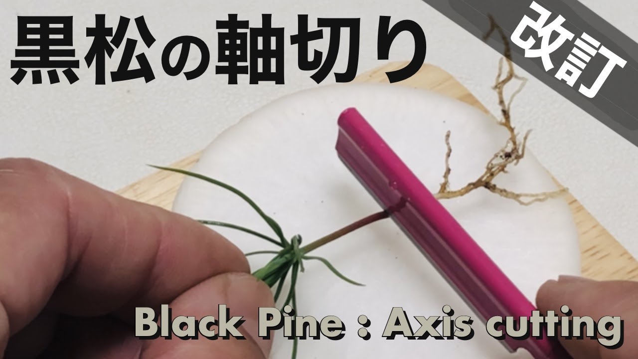【改訂】黒松の軸切り挿し／[Revised] Black pine axis cutting