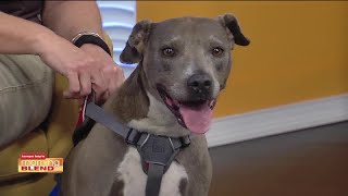 Clear the Shelters: SPCA Tampa Bay Waiving Adoption Fees This Saturday