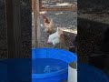 Bath Time Series, episode 4 - Bath/pool, get those behinds clean! 🧼