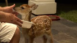 Bambi the Whitetail Deer Fawn comes to dinner.