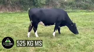 Autumn Calving Heifers