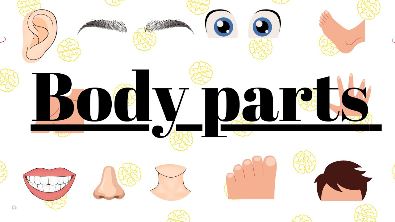 🎵👧 Learn Body Parts for Kids | Fun Learning for Toddlers & Preschoolers 👦🎵